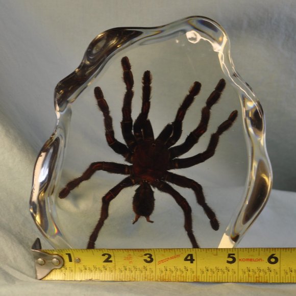 Astro Gallery REAL tarantula in acrylic large spider  Astro Gallery REAL tarantula in acrylic large spider! Specimen (w1124)
